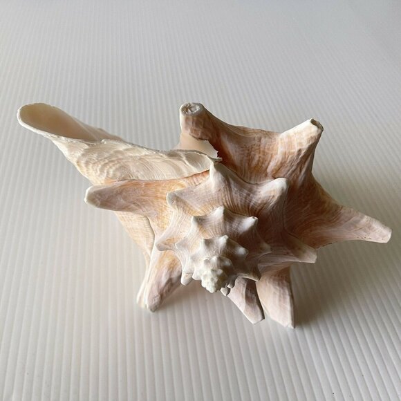 Queen Conch Sea Shell Large Natural Pink Seashell 9" No Harvest Hole Vintage - Picture 3 of 12